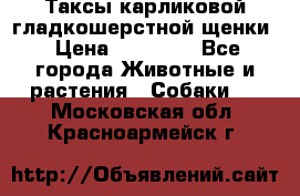 Таксы карликовой гладкошерстной щенки › Цена ­ 20 000 - Все города Животные и растения » Собаки   . Московская обл.,Красноармейск г.